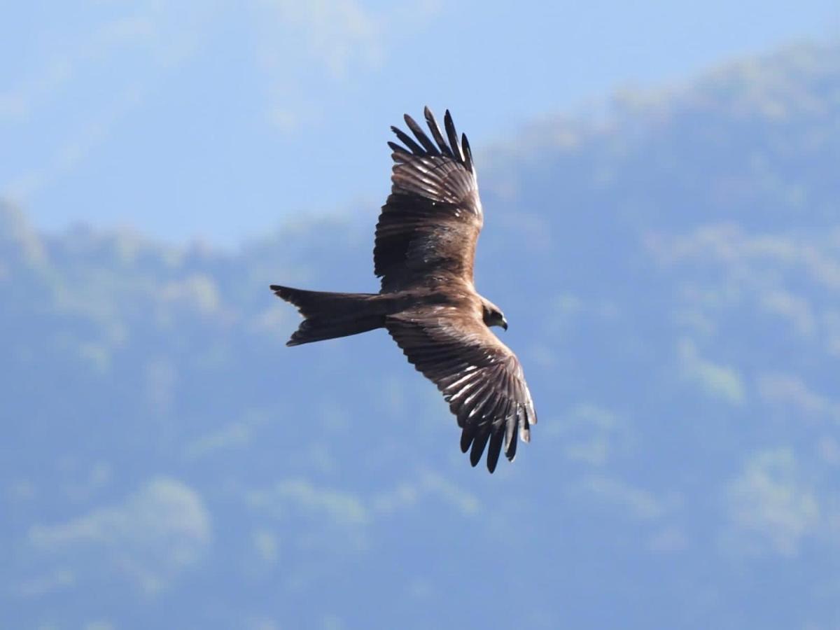 Es Deurali Resort Pokhara Eksteriør billede